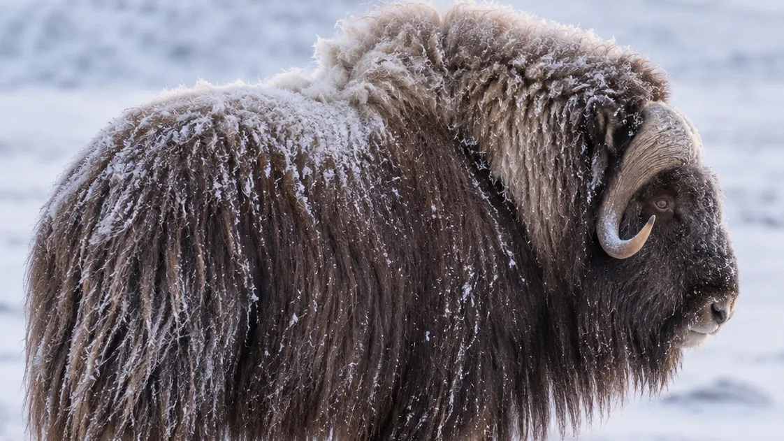 Ein Moschusochse im Profil in der verschneiten Tundra, das lange Deckhaar mit Raureif bedeckt.