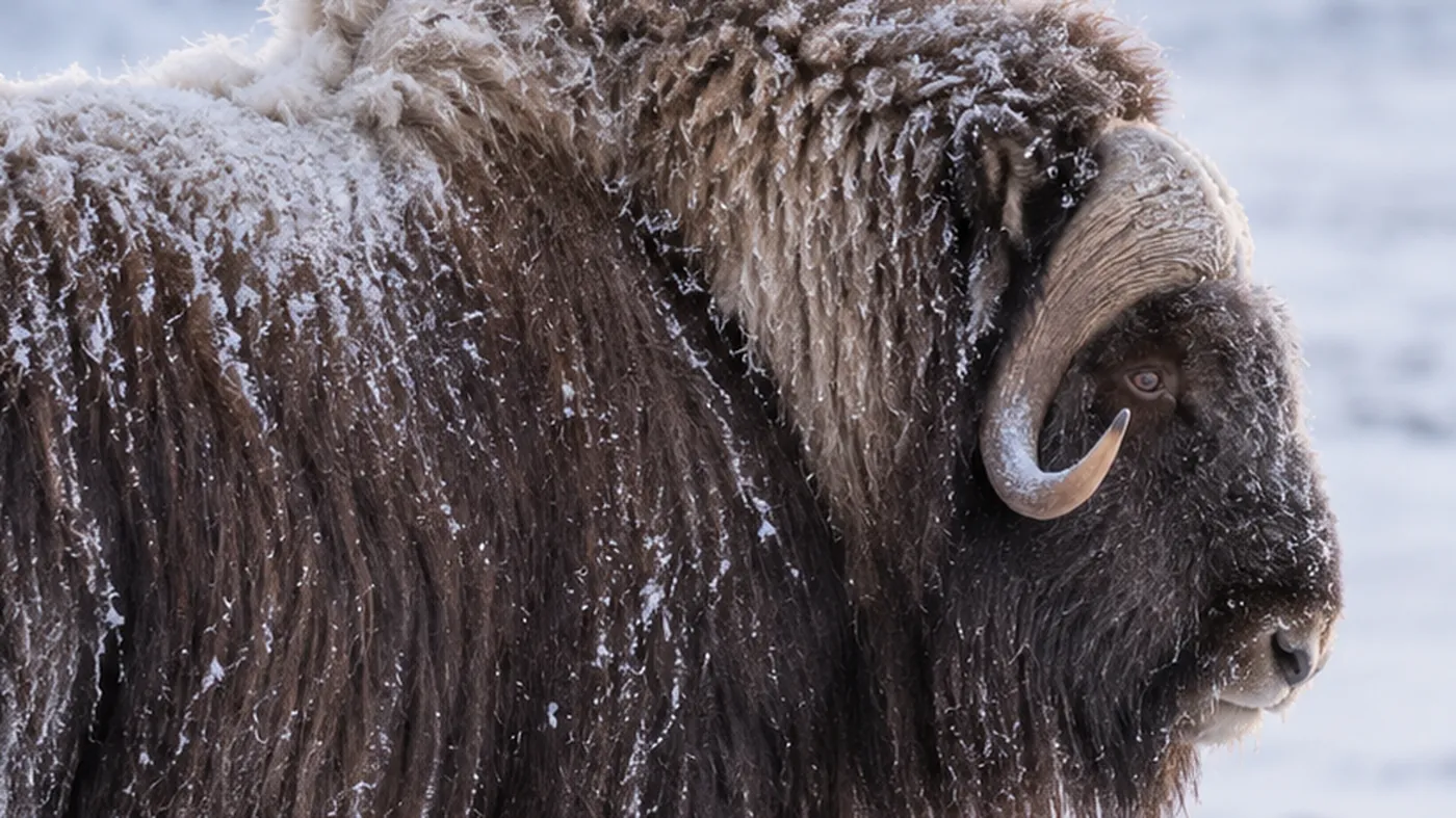 A musk ox facing the camera on the tundra, its long outer coat hanging to the ground.